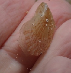 Isognomon perna