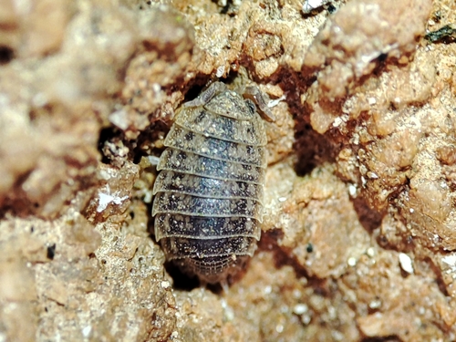 Agabiformius lentus