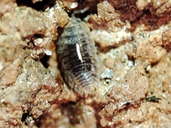 Agabiformius lentus