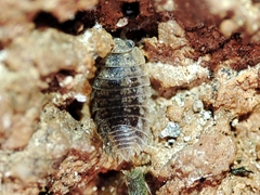 Agabiformius lentus
