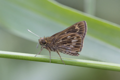 Vehilius celeus