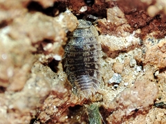 Agabiformius lentus
