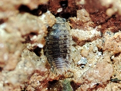 Agabiformius lentus