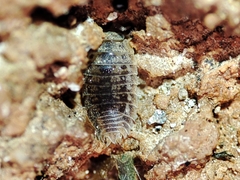 Agabiformius lentus