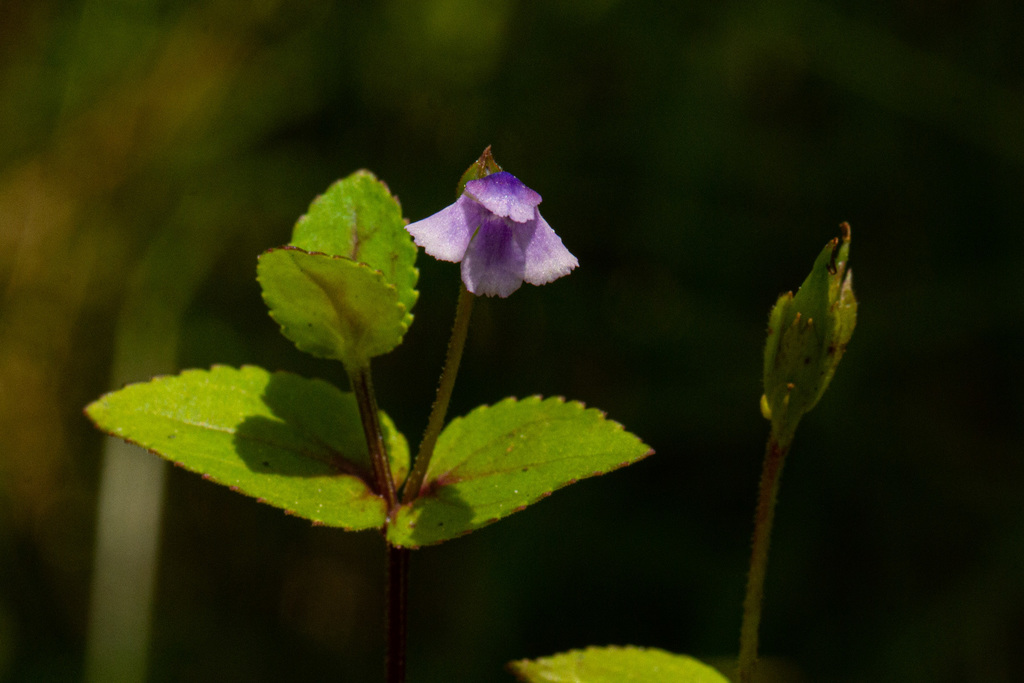 Vandellia subracemosa