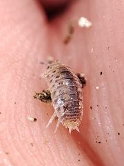 Agabiformius lentus