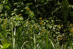 Crassocephalum montuosum