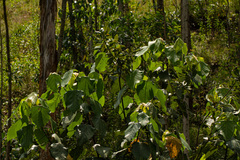 Macaranga kilimandscharica