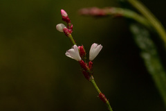 Persicaria strigosa