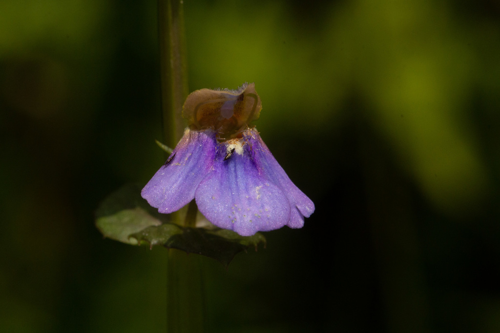 Crepidorhopalon