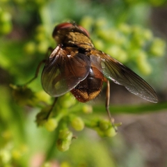 Ectophasia leucoptera