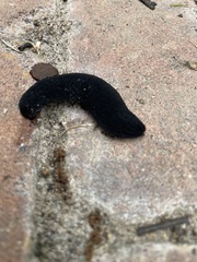 Belocaulus angustipes