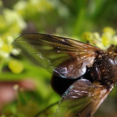 Ectophasia leucoptera