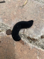 Belocaulus angustipes