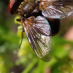 Ectophasia leucoptera