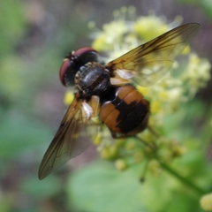 Ectophasia leucoptera