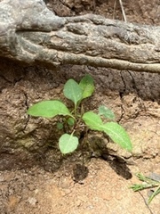Asclepias quadrifolia