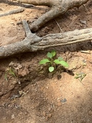 Asclepias quadrifolia