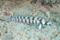Parapercis tetracantha