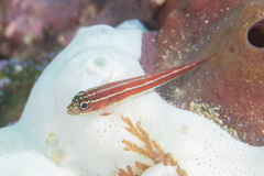 Helcogramma striata