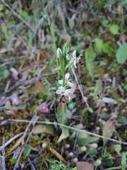 Ophrys scolopax apiformis