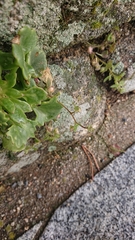 Veronica sibthorpioides