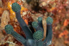 Stalked Sea Squirt photo 2