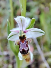 Ophrys scolopax apiformis
