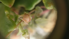 Veronica sibthorpioides