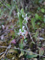 Ophrys scolopax apiformis