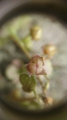 Veronica sibthorpioides