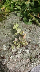 Veronica sibthorpioides