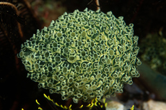 Clavelina robusta