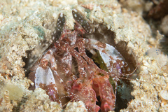 Lysiosquillina maculata