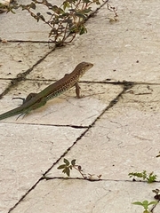 Ameiva ameiva
