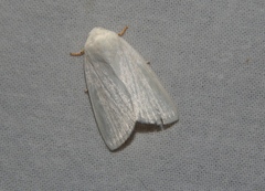 Chasmina candida