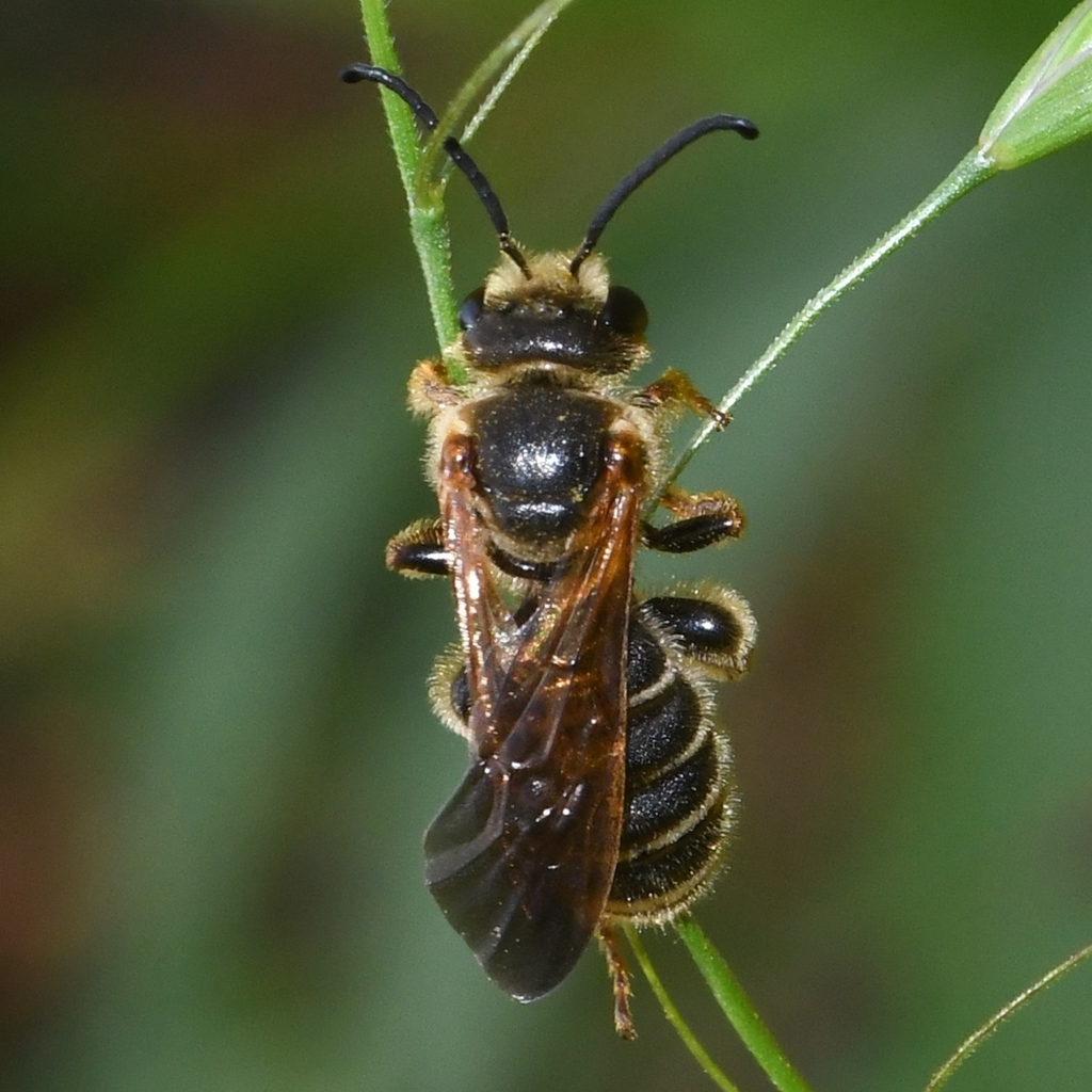 Dieunomia bolliana