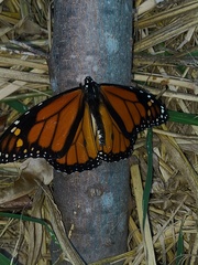Danaus plexippus