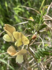 Vicia hybrida