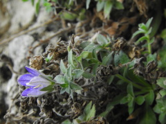 Campanula mollis