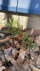 Lamprocapnos spectabilis