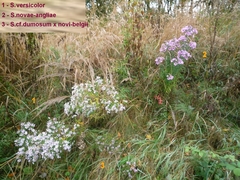 Symphyotrichum × versicolor