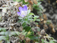 Campanula mollis