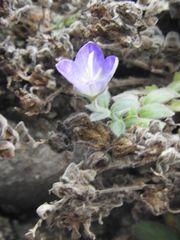 Campanula mollis