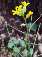 Sisymbrium orientale