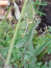 Sisymbrium orientale