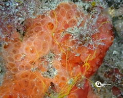 Phorbas fictitius