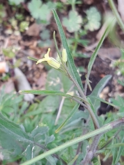 Sisymbrium orientale