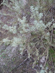 Thymelaea velutina