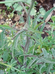 Sisymbrium orientale